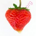 strawberry (Oops! image not found)